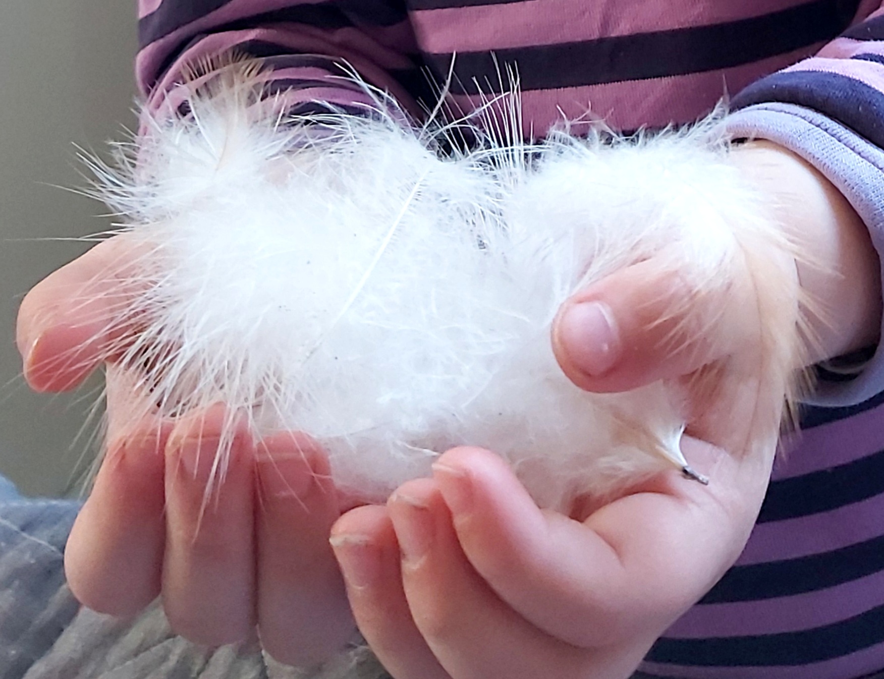 Lapsi kerää höyheniä