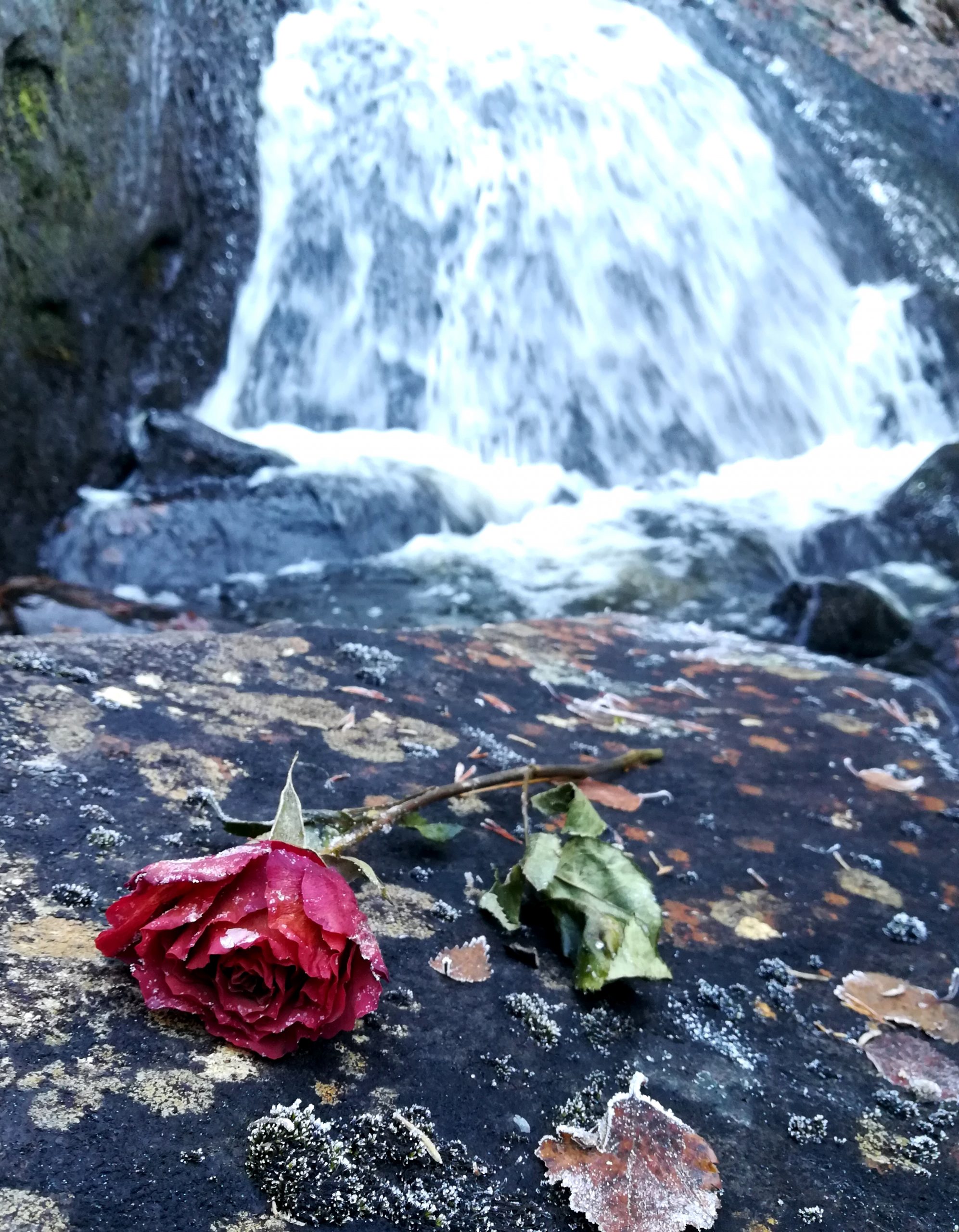 Voi erottaa linnun ja miten se laulaa