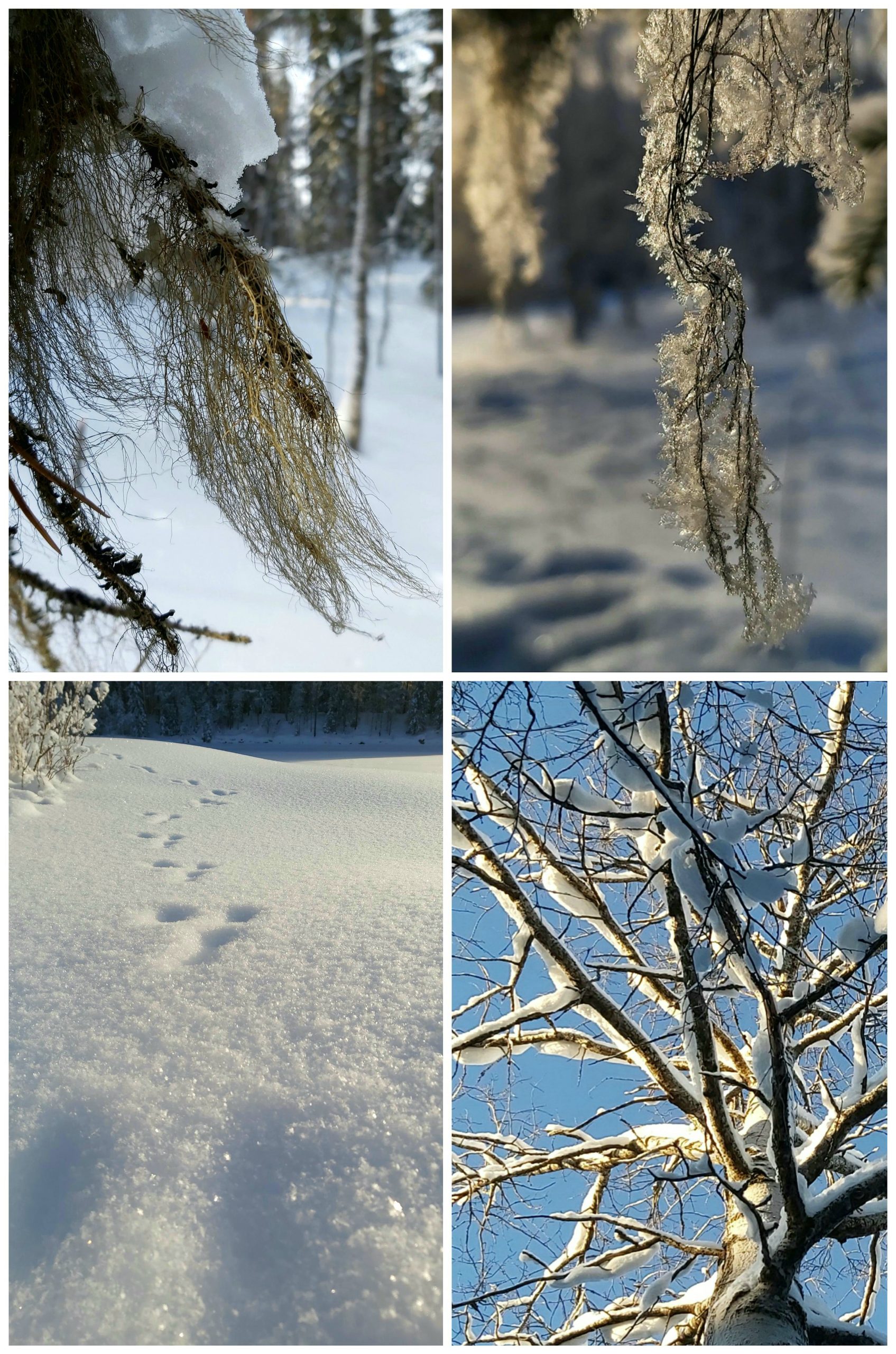 Lohtukortti ja leivänmuruset