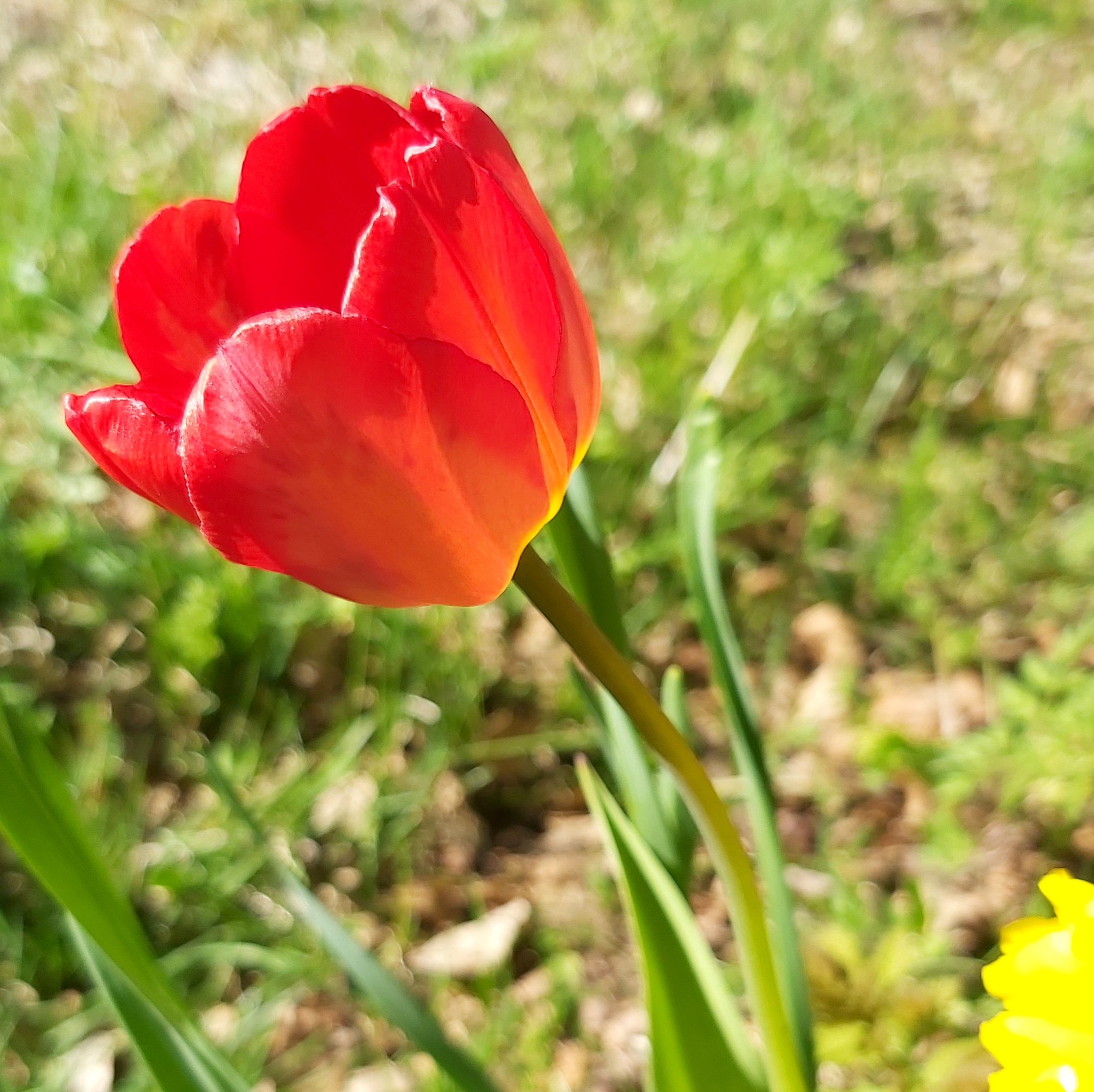 Ylioppilas, vapaa oppilas