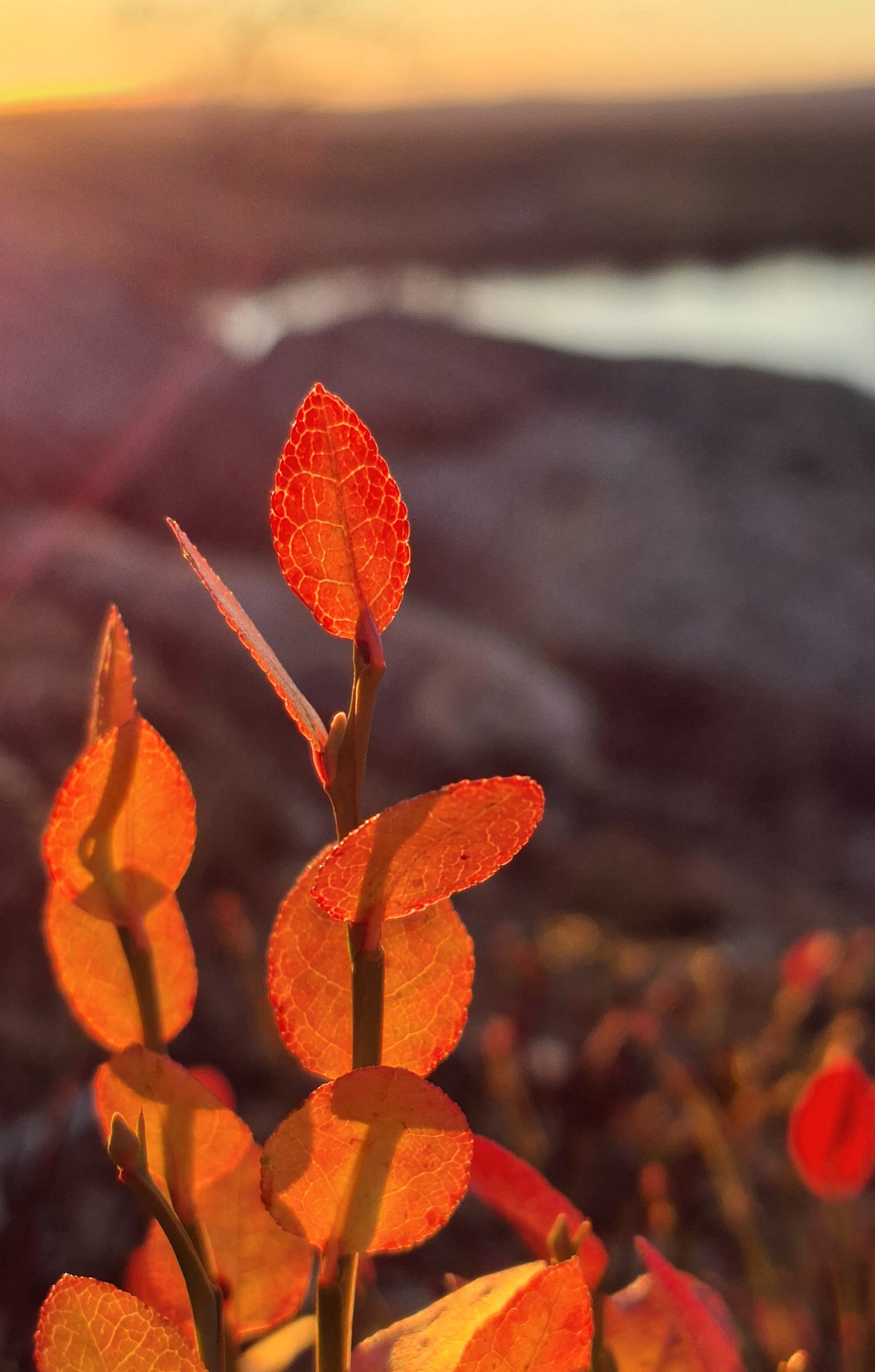 Ajatuksesi lepäävät tässä maisemassa
