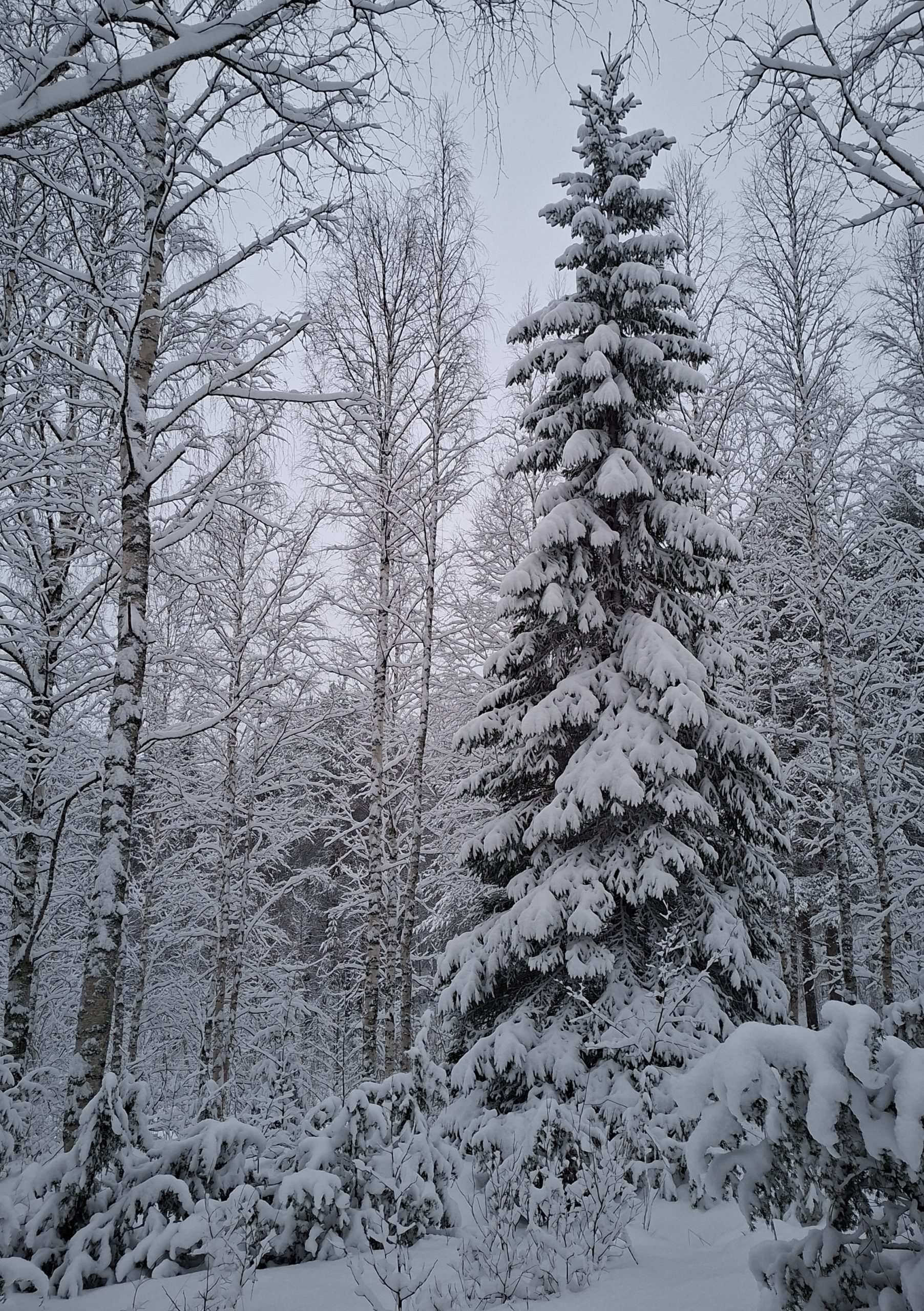 Joulumuistoja ja satuja Pikku Kakkoselle